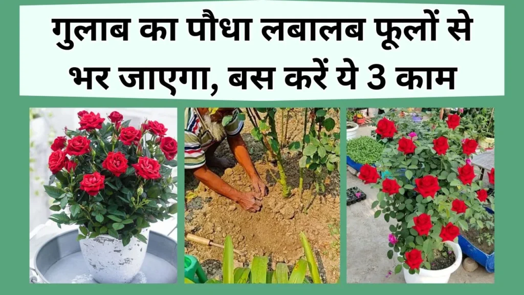 गुलाब