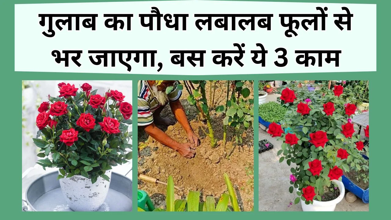 गुलाब